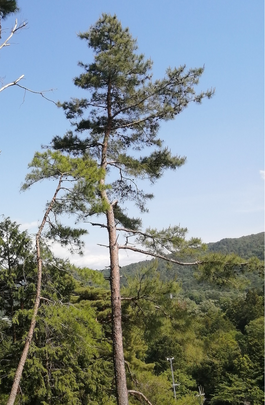 hutsuumatsu
