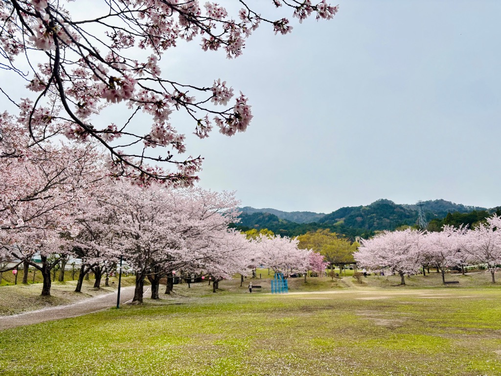 アイキャッチ_桜