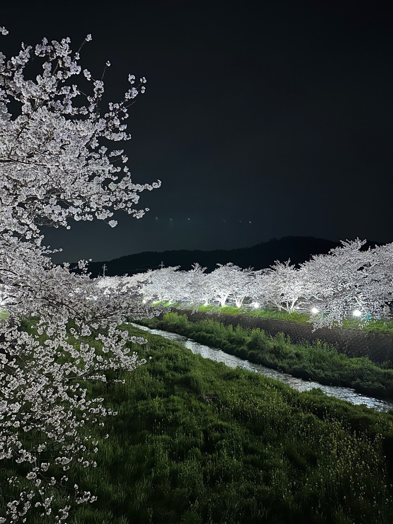 思川の桜並木