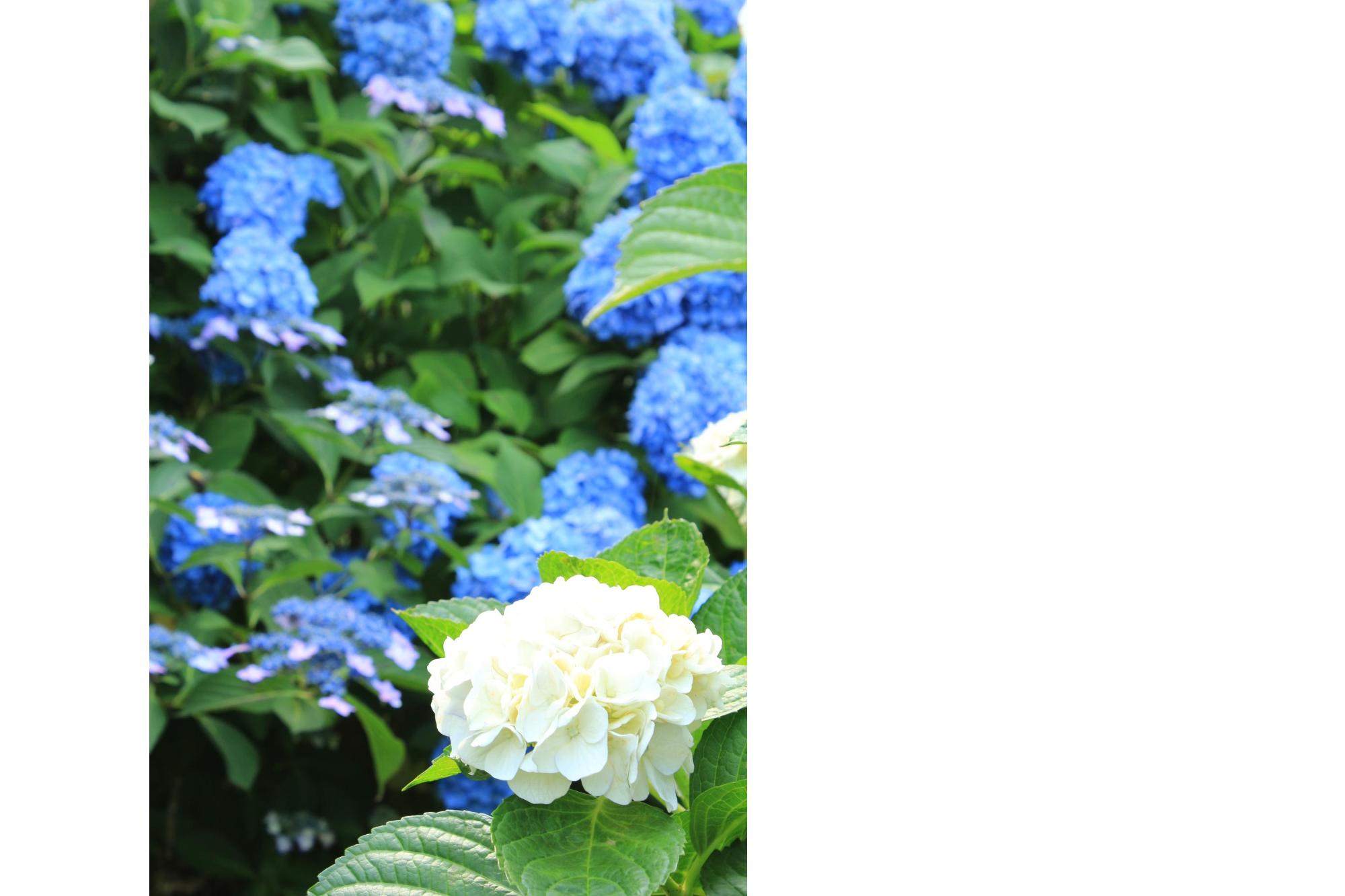 雨山運動文化公園の紫陽花