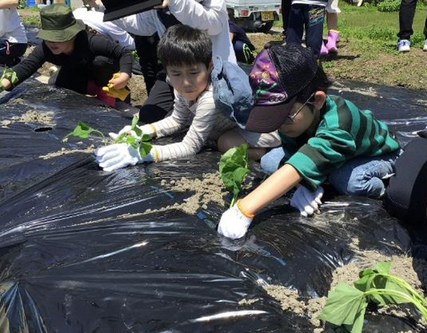 サツマイモの植え付け