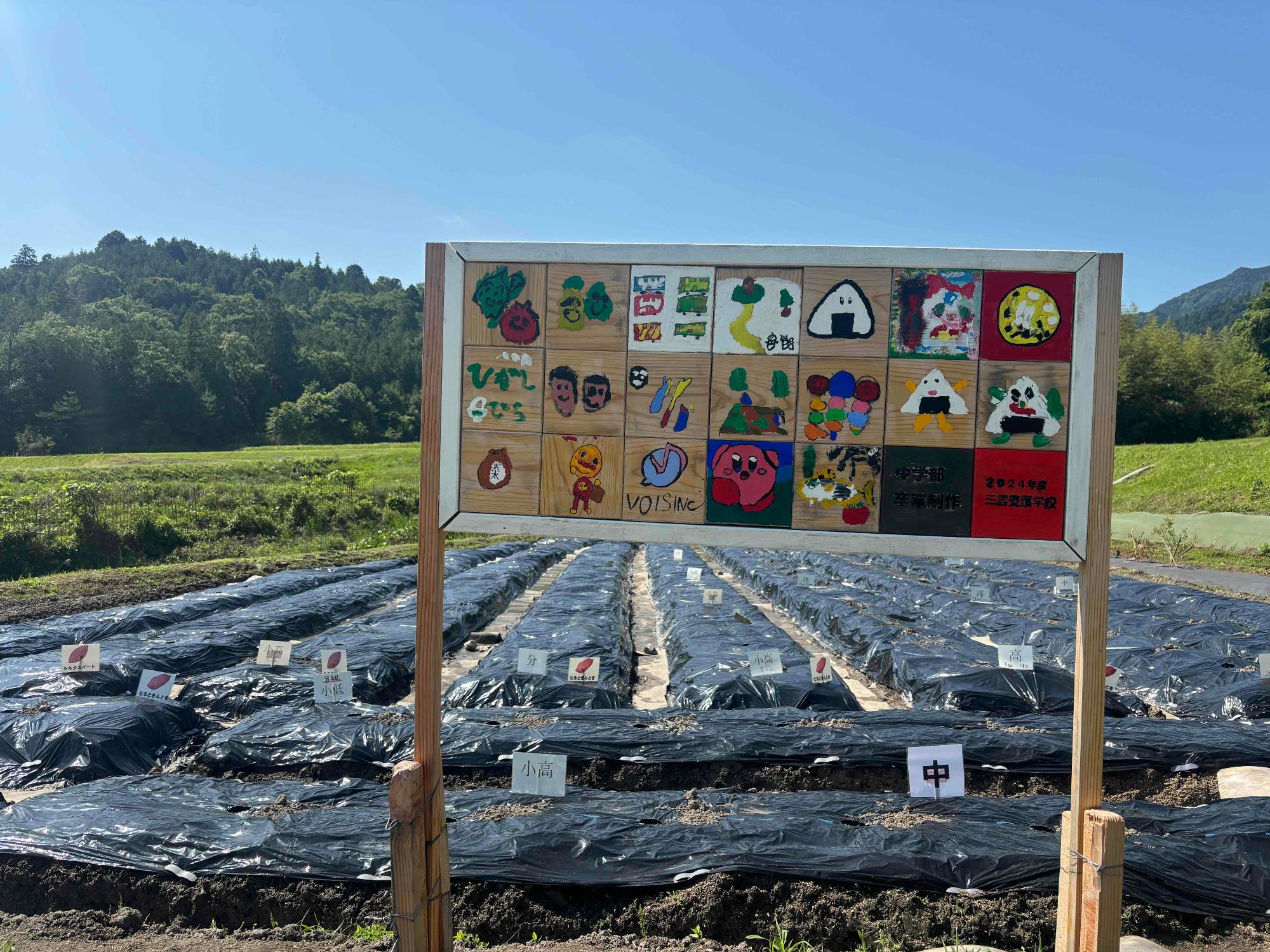 さつまいもの植え付け＿三雲養護学校