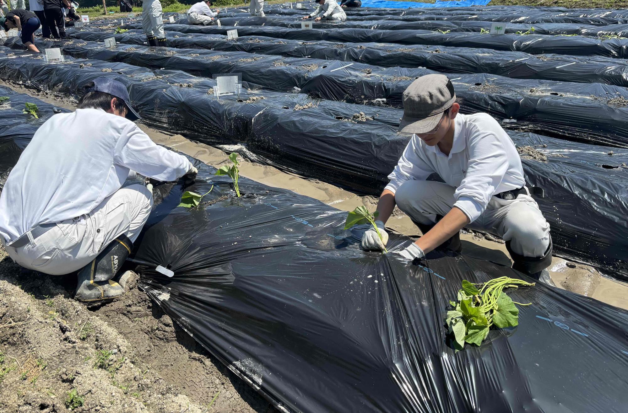 さつまいもの植え付けの様子