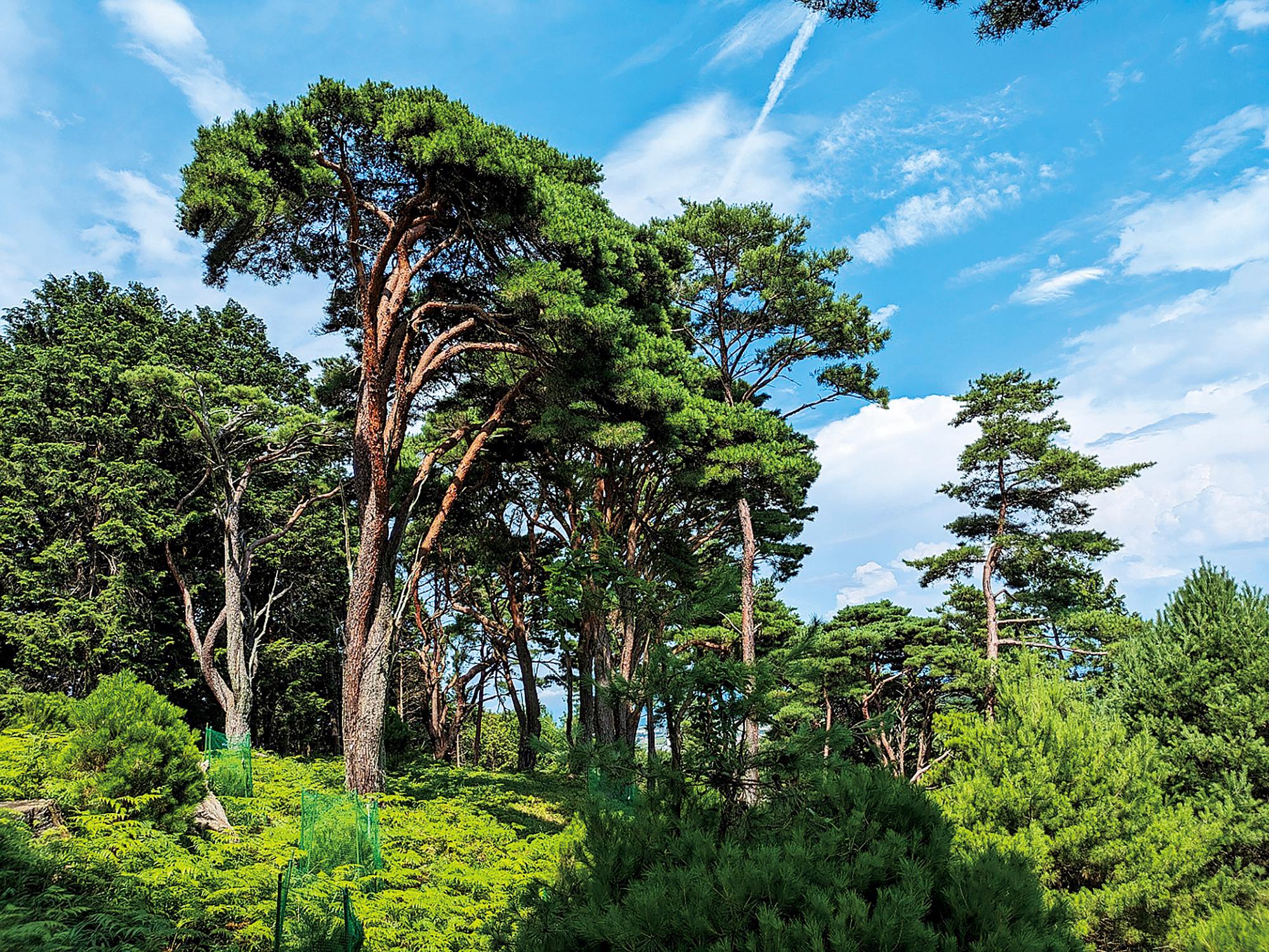 ウツクシマツ自生地