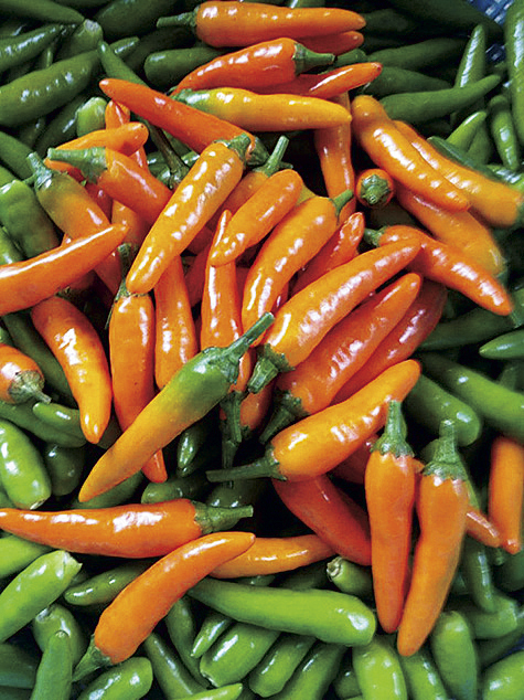 弥平とうがらし